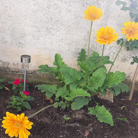 H&F Apartmani Vir Bagian luar foto