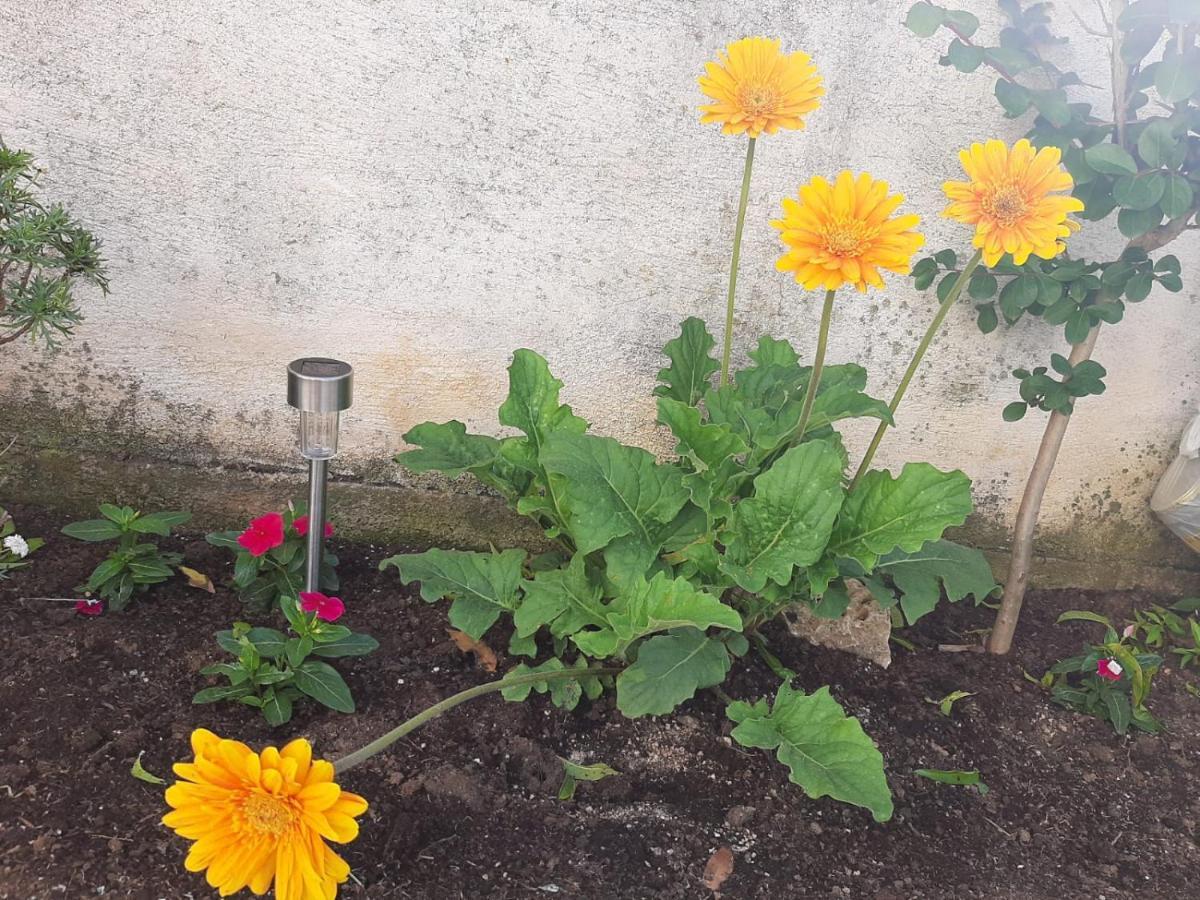 H&F Apartmani Vir Bagian luar foto